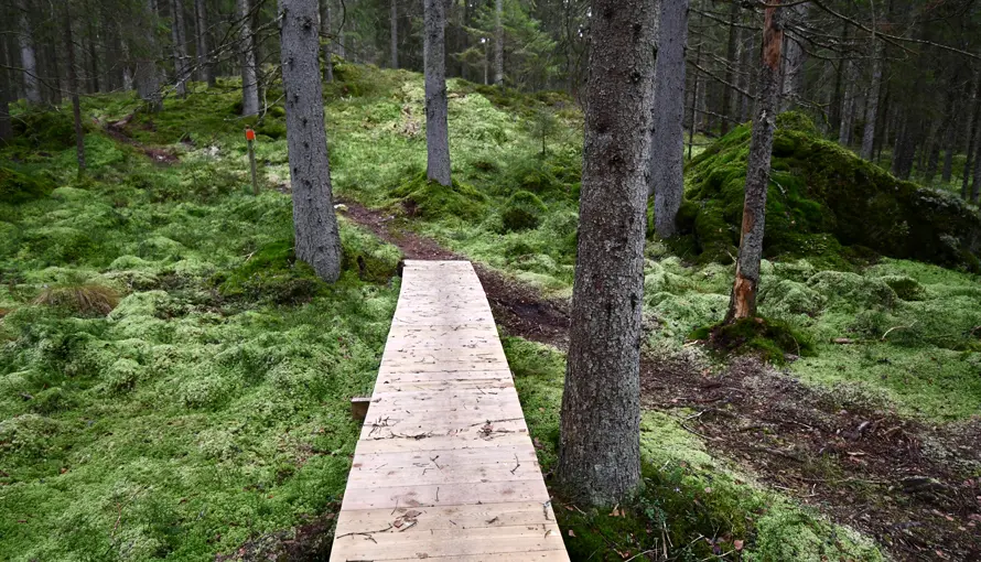 Träspång som går ut på en stig i skogen