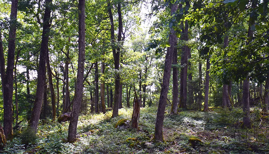 Foto på ekskog uppe på Klevaberget längs blå vandringsleden i Borgstena