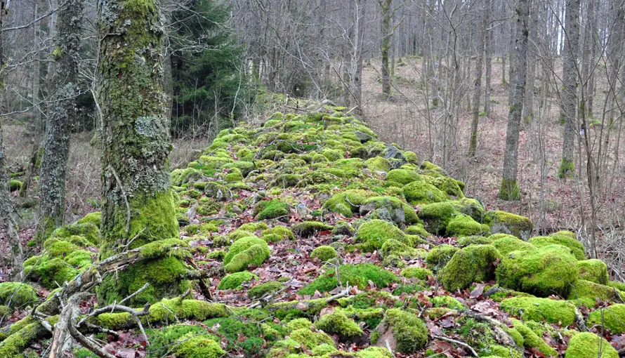 Stenmur längs med vandringsled på Knektås