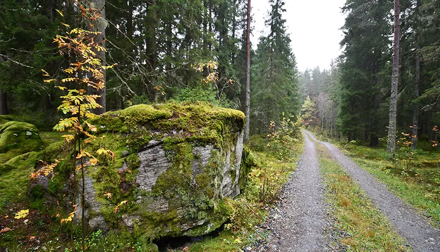 Grusväg i skog med mossbeklädda stenar längs vägen