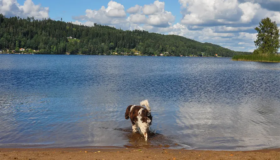 Hund går i vatten från strandkanten på Sjöbo badplats