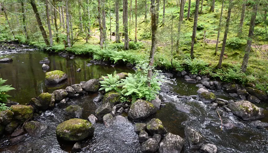 Vatten som rinner genom skog
