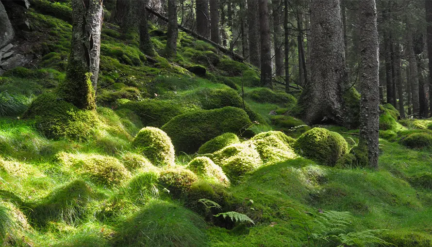 Mossbeklädda stenar i skog