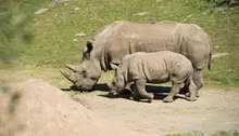 Två noshörningar