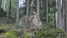 Sten i en skog