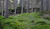 Mossbeklädd skog