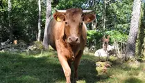 Närbild på ko som tittar in i kameran