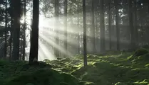 Solen strilar mellan träden på Rya Åsar