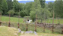 Gärdesgårdar på Rya åsar och en person som går på en grusstig