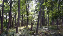 Foto på ekskog uppe på Klevaberget längs blå vandringsleden i Borgstena