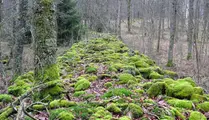 Stenmur längs med vandringsled på Knektås