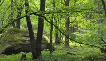 Grön skog med en stor sten som står bland träden