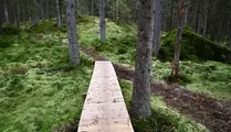 Träspång som går ut på en stig i skogen