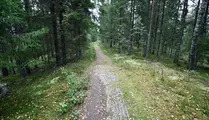Trailspår i skogen