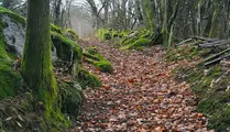 Lövtäckt stig som går mellan mossbeklädda stenar i skog