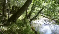 En skymd stig i en tät lövskog. Stigen går längs ett vattendrag. Några av träden hänger över vattendraget.