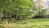 Ängsmark med stenrös och lövträd.