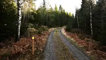 Bred skogsväg med gul spårmärkning