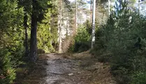 Brant backe i skog vid elljusspår