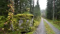 Grusväg i skog med mossbeklädda stenar längs vägen