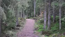 Backig stig i skog