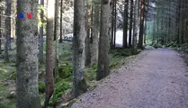 Bred väg i skog längs med träd