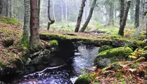 Bäck rinner under liten naturlig bro i skog