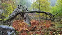 Knotigt träd som fallit ner i en skogsmiljö. Mossa täcker mark och stenar.
