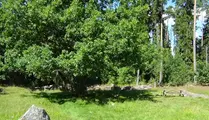 Ett stort träd med en parkbänk under. Kröklings hage naturreservat.