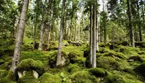 Mossklädd skog