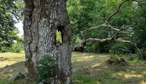 Ett gammalt ekträd med ett hål igenom sig.
